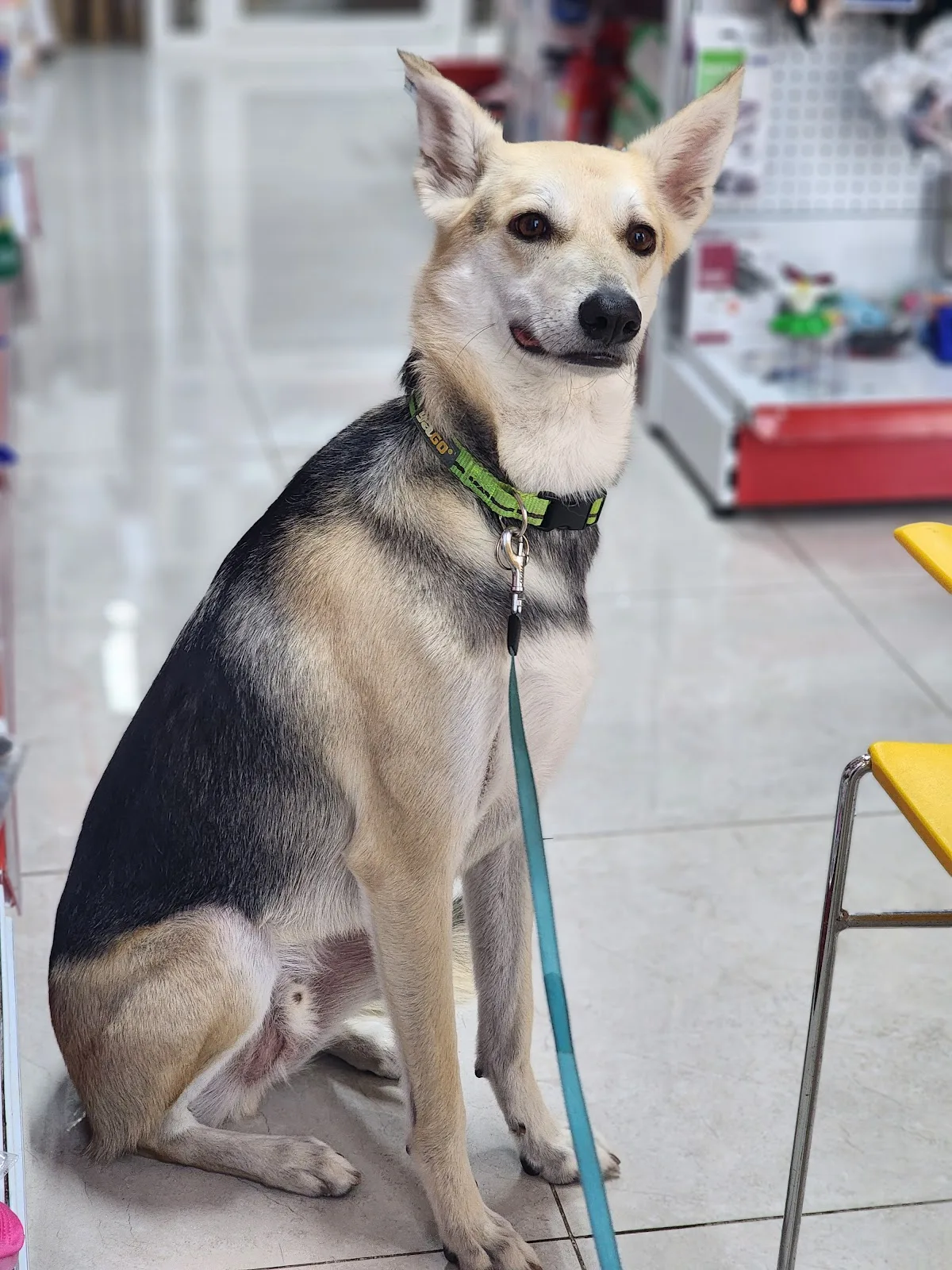 A calm rescue dog sitting and looking at the camera in the store