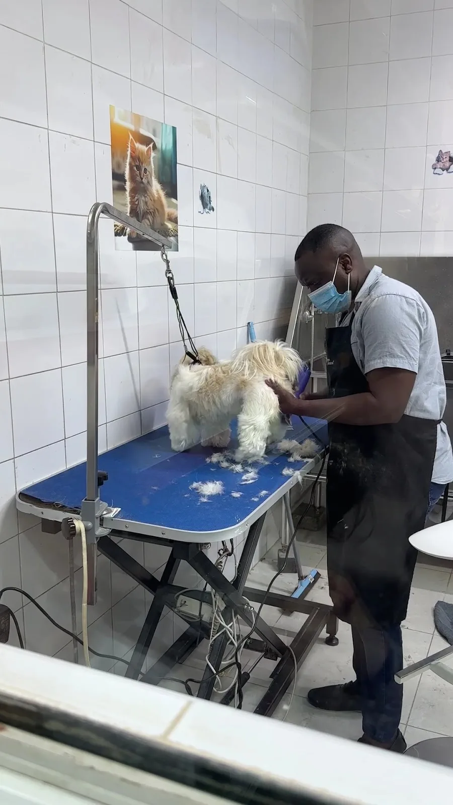 A small white dog being carefully trimmed on the grooming table