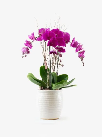 Magenta phalaenopsis orchid plant in a white ceramic pot