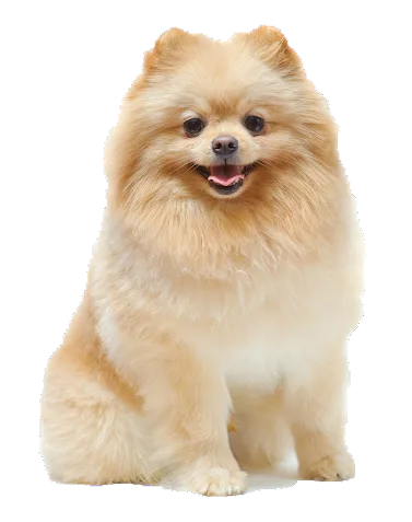 A smiling apricot Pomeranian