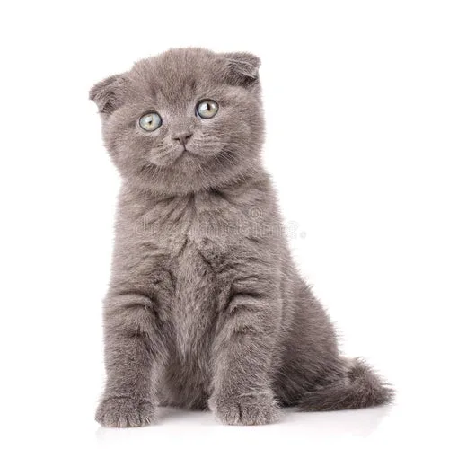 A grey Scottish Fold kitten