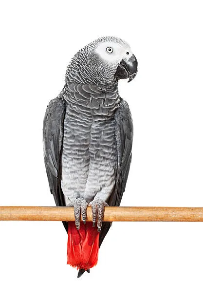 An African grey parrot perched