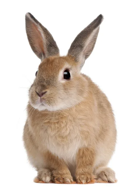 A friendly brown rabbit