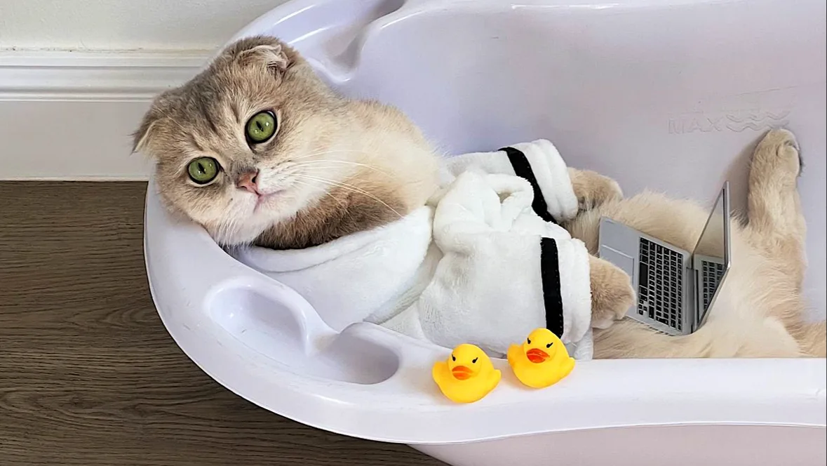 A cat in a tiny bathrobe relaxing — spa day