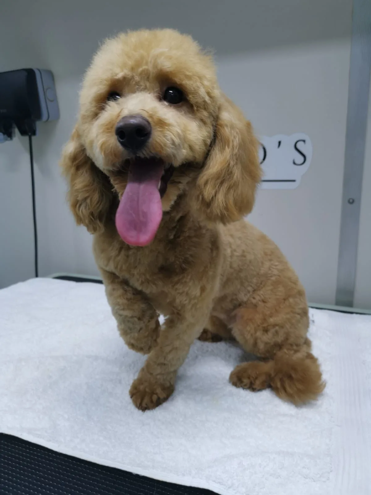 A freshly groomed apricot toy poodle sitting happily after a session at Piccolo's Boutique