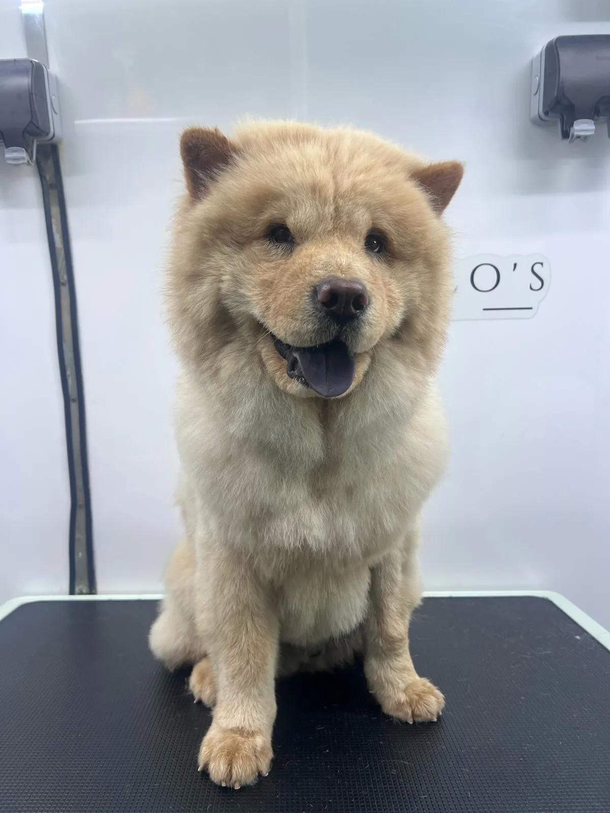 A fluffy cream chow chow after grooming