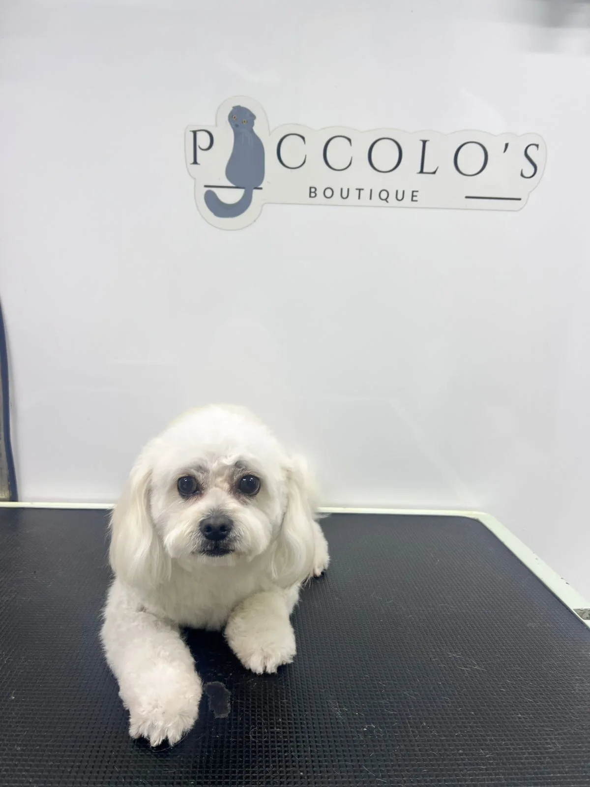 A white Maltese dog freshly groomed on the salon table