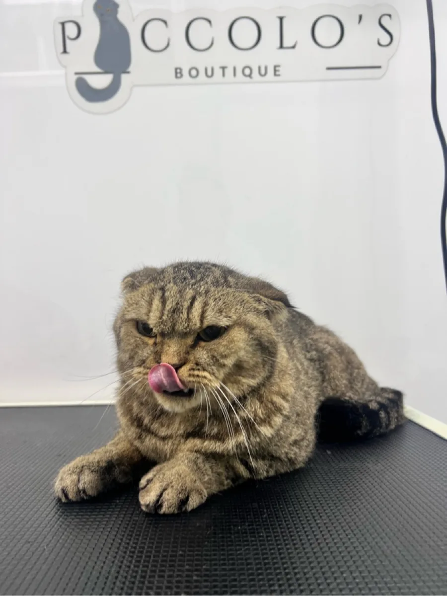 A tabby Scottish Fold cat relaxing on the grooming table