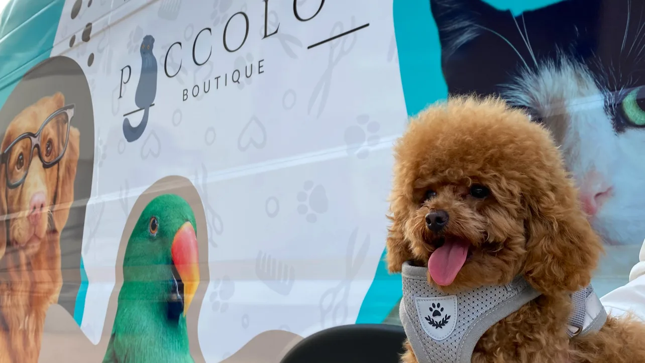 A poodle in a harness in front of the Piccolo's Boutique van