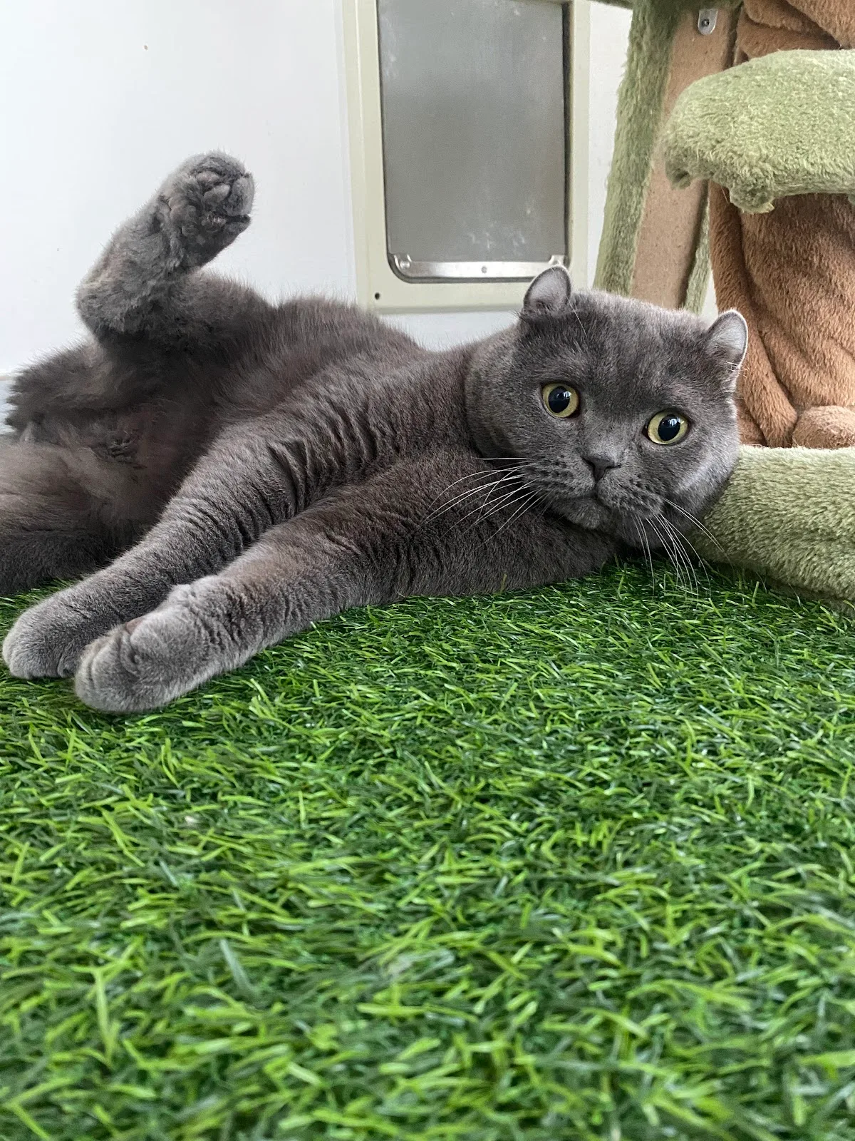 A grey British shorthair cat lounging on the salon's grass mat