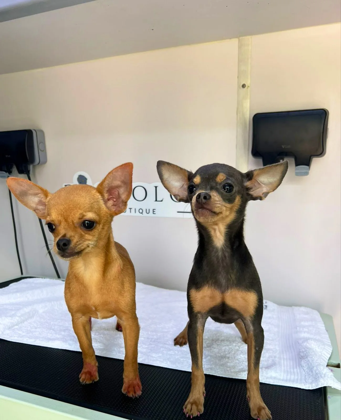 Two tiny chihuahuas standing on the grooming table