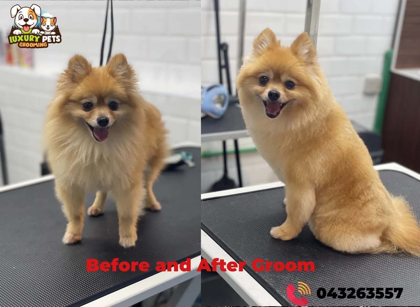 Before and after grooming of a Pomeranian