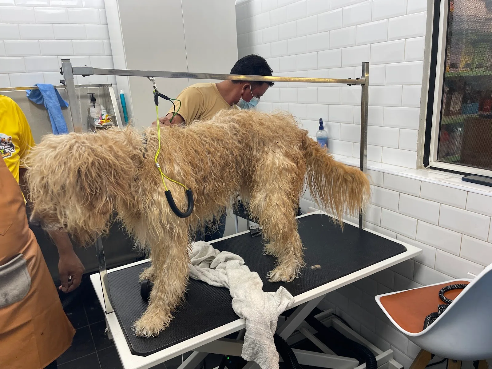 Groomer carefully drying a large doodle on the grooming table