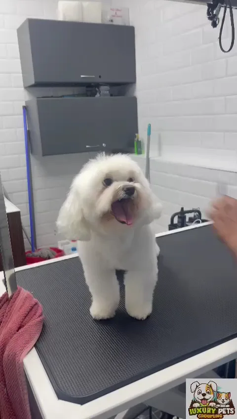Fluffy white bichon with a rounded face trim