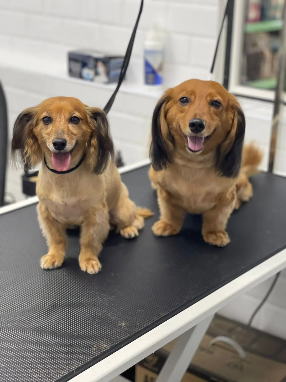 Two long-haired dachshunds freshly groomed and smiling on the table