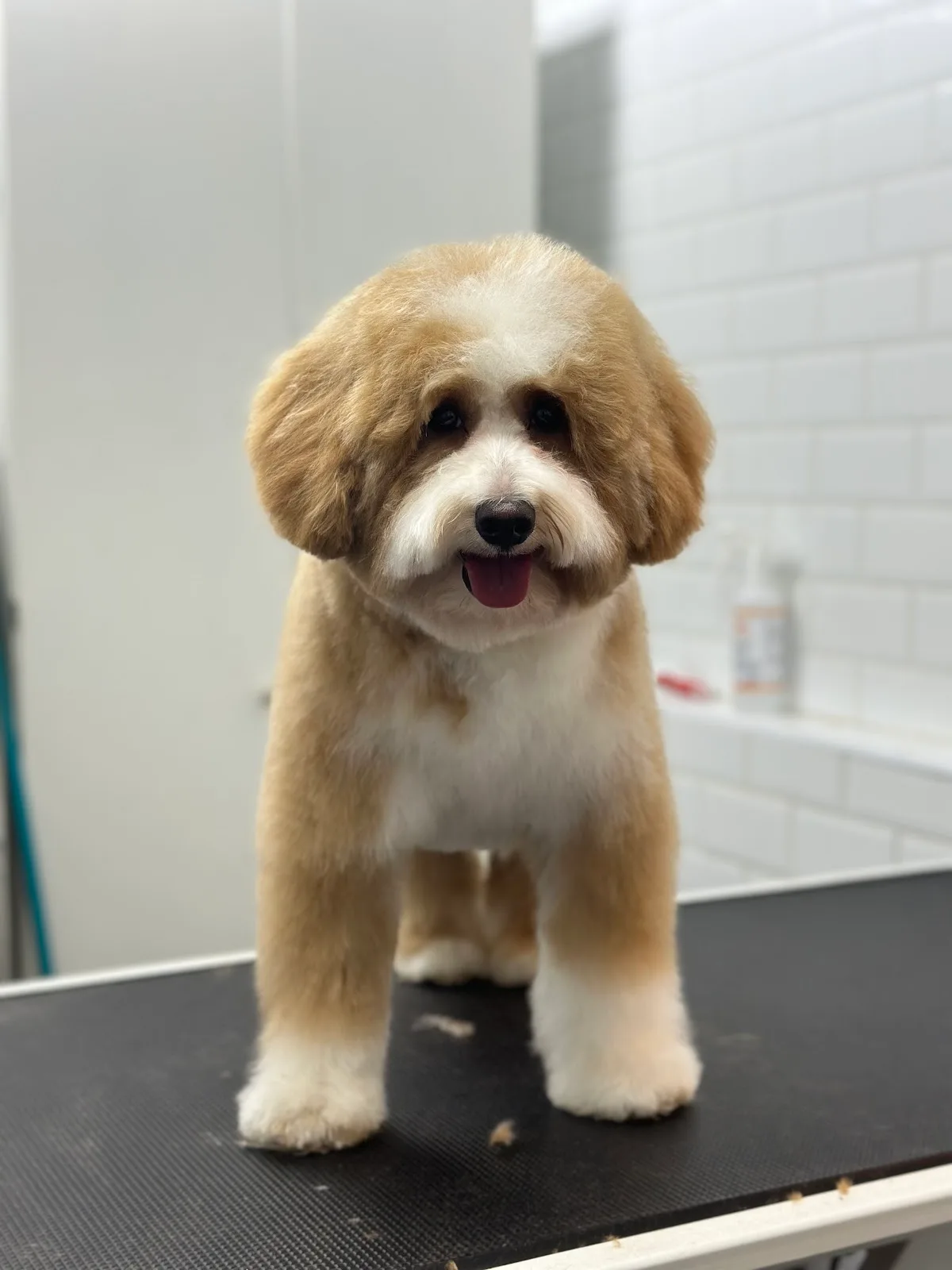 A freshly groomed apricot poodle-mix standing on the grooming table at Luxury Pets Grooming