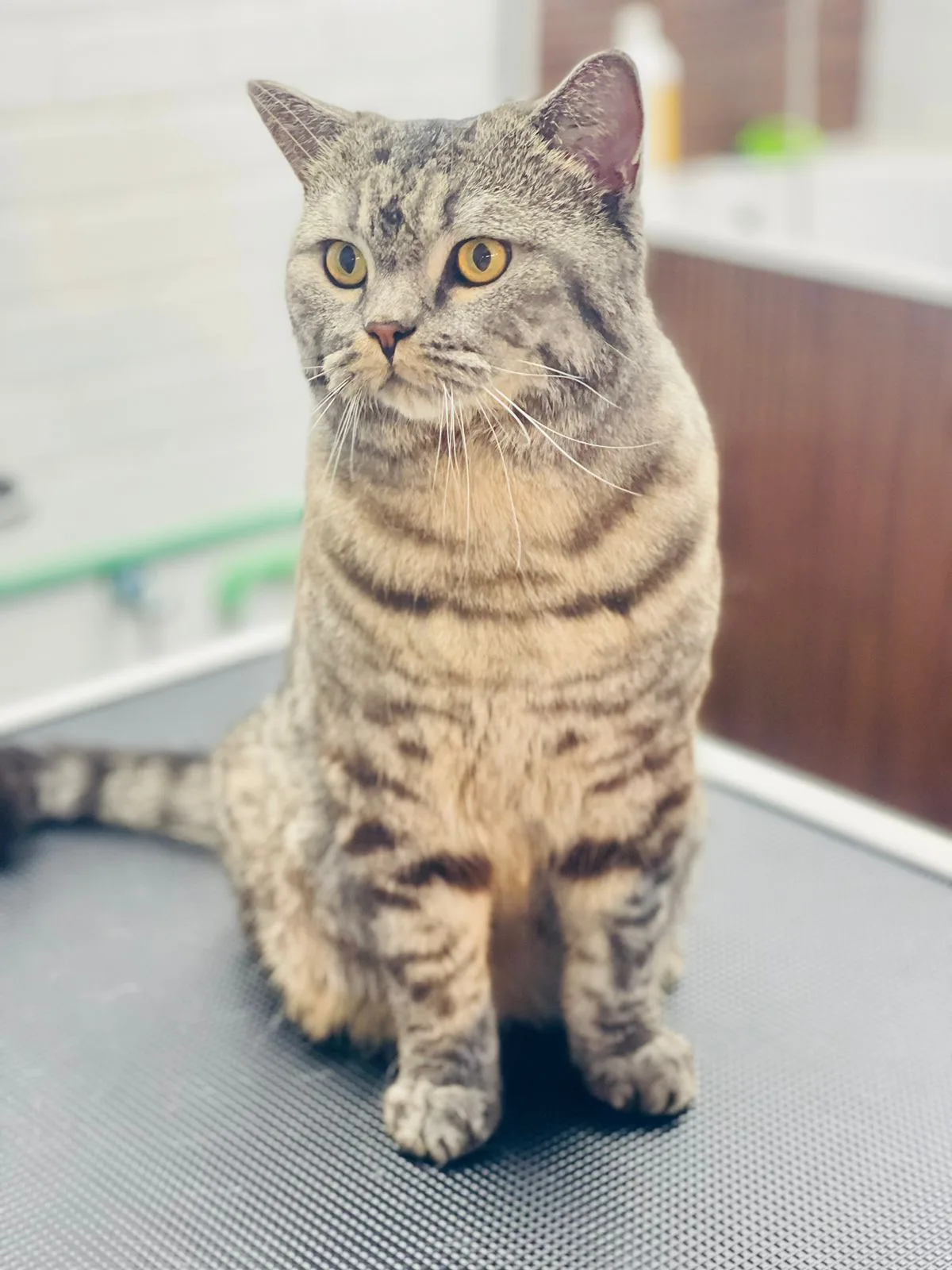 Grey tabby cat sitting calmly after grooming