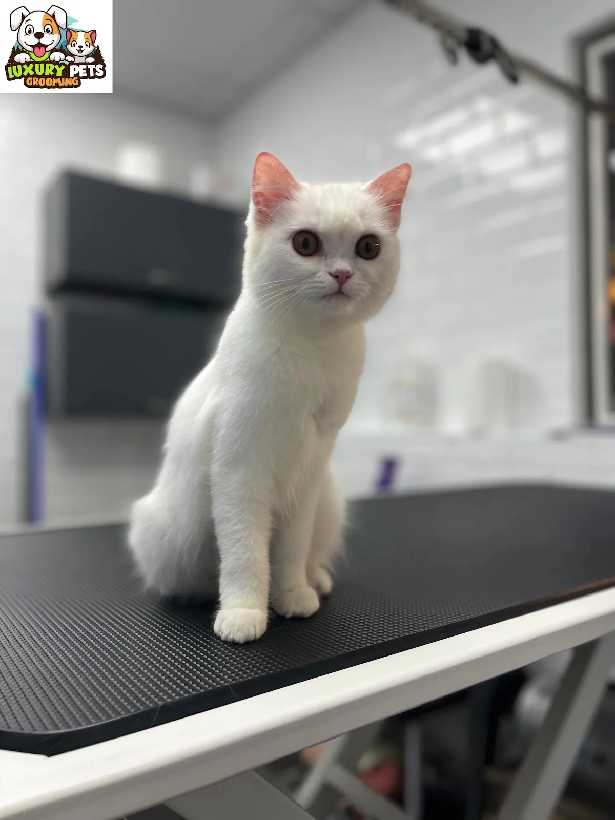 White cat sitting neatly on the grooming table