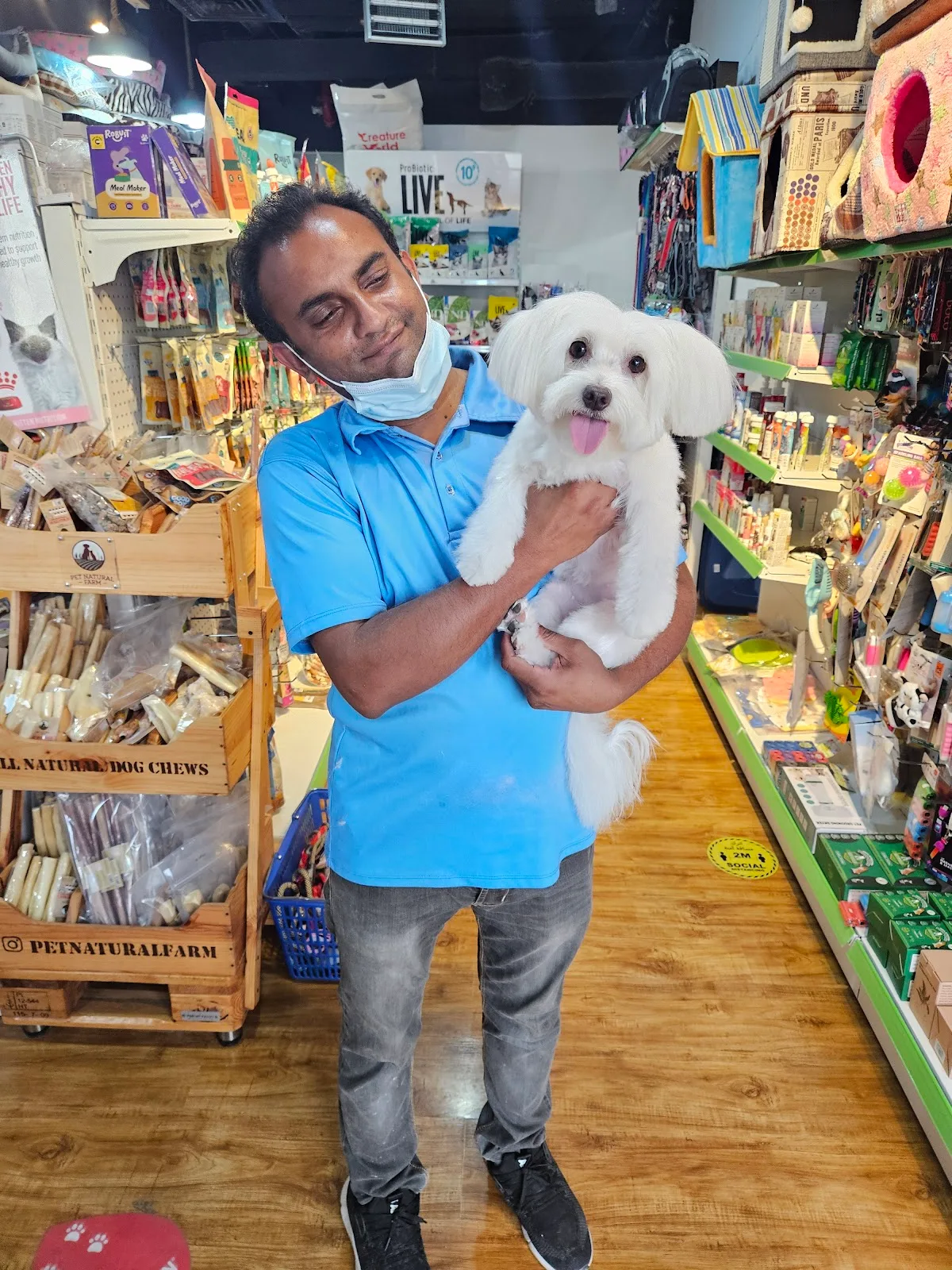 A team member holding a freshly groomed white Maltese in the shop
