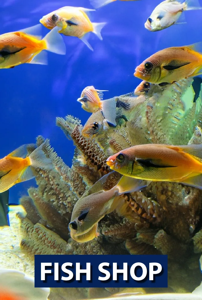 Aquarium fish and tank supplies