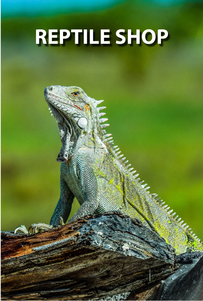 Reptiles and reptile habitat supplies