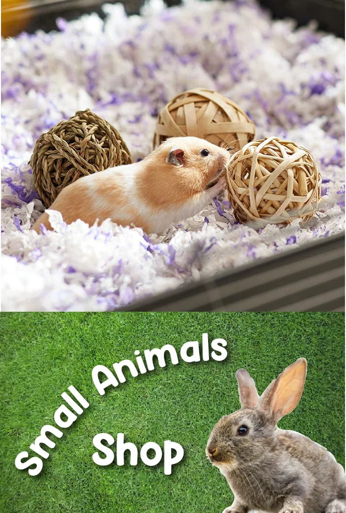 Small animals — rabbits, hamsters and guinea pigs