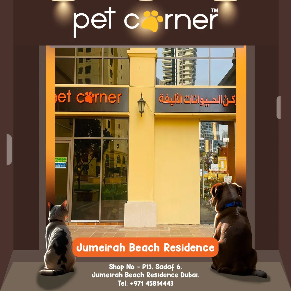 Pet Corner storefront at Jumeirah Beach Residence with a cat and dog waiting outside