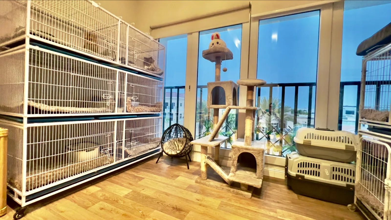 Bright cat boarding room with stacked suites and a cat tree by a sunny window