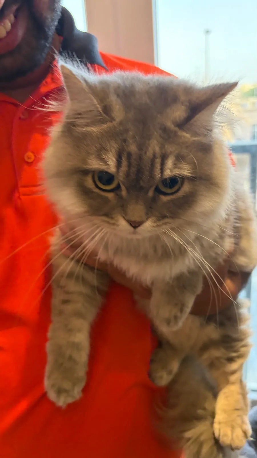 Fluffy grey cat being held by a team member