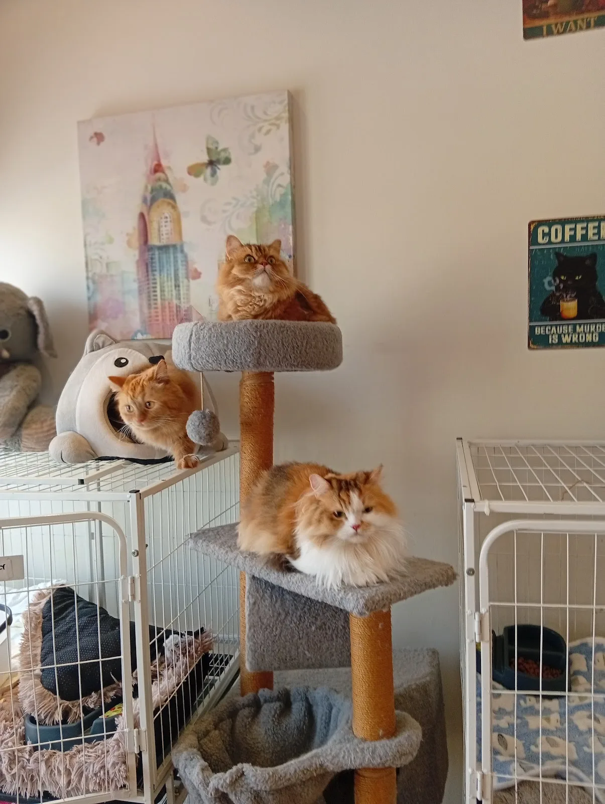 Three ginger cats on a cat tree in the boarding room