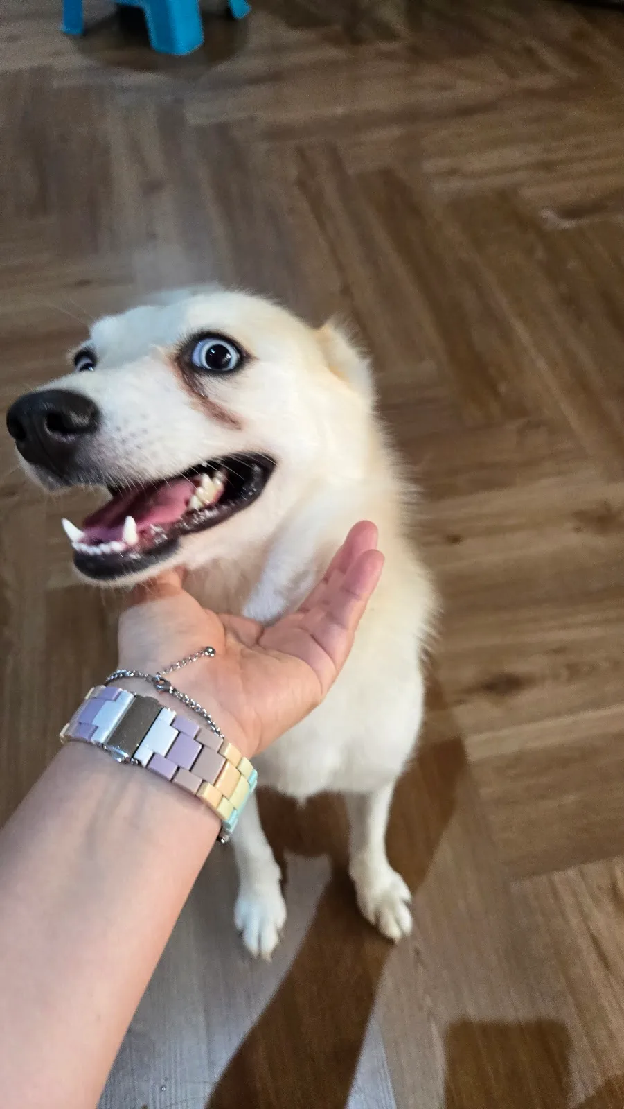 White dog smiling at the camera