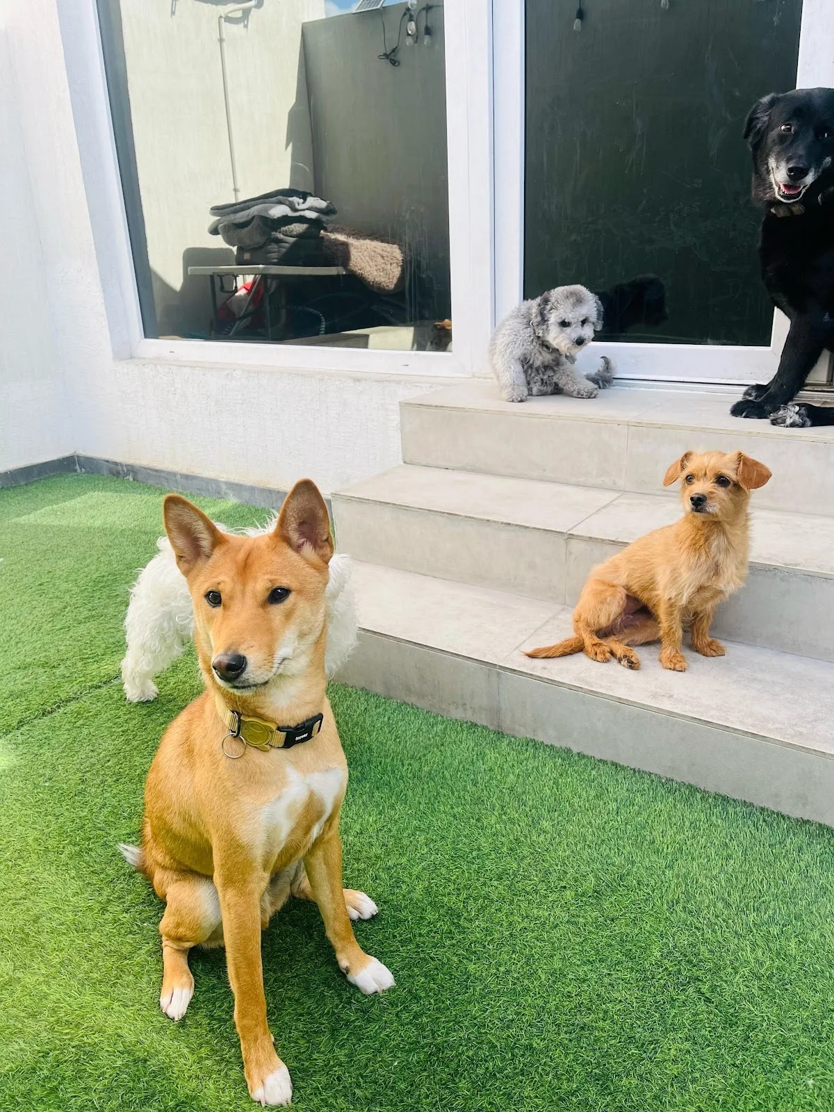 Dogs sitting together on the artificial-grass play area at Unleash
