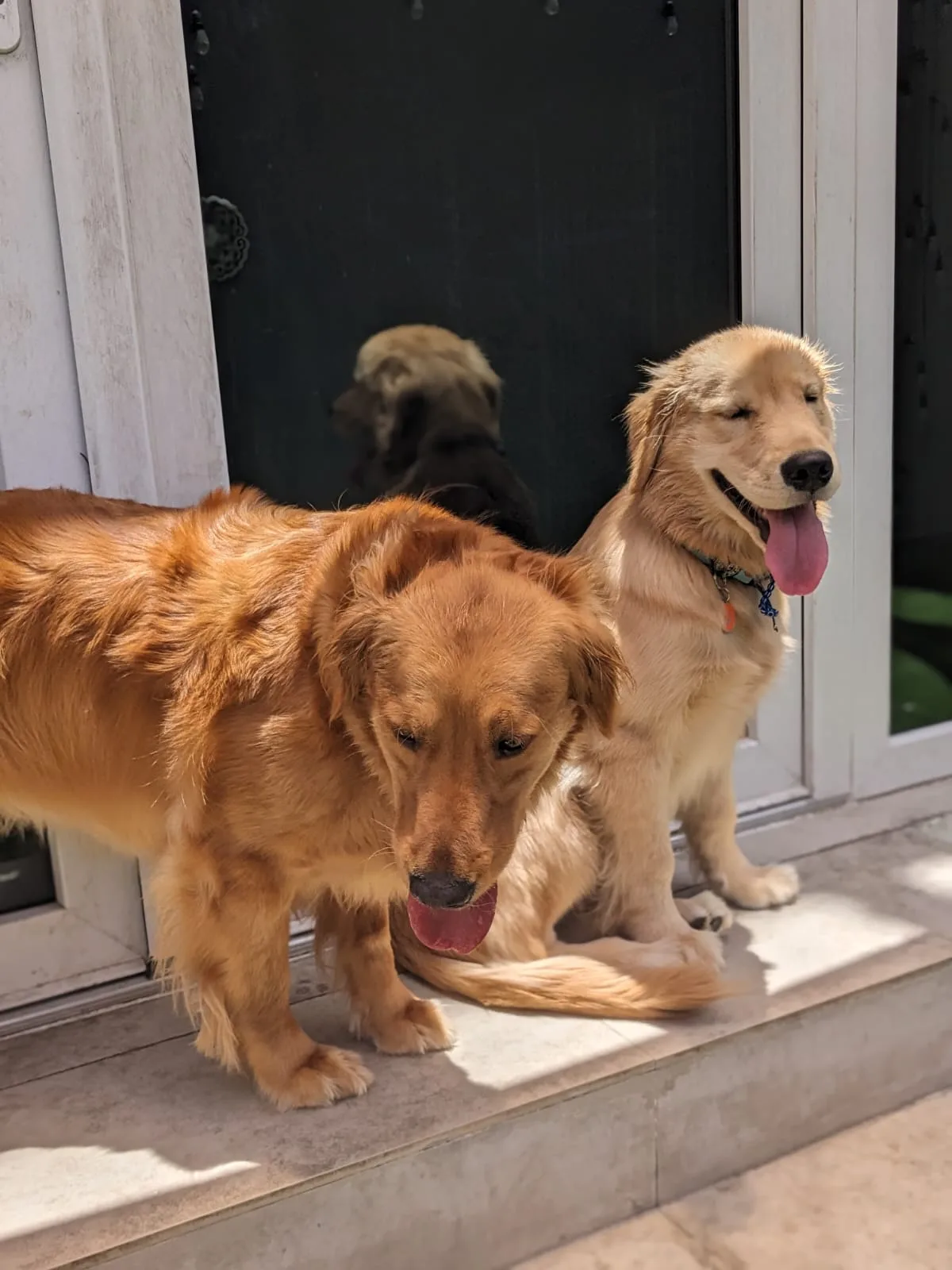 Two golden retrievers at the doorway