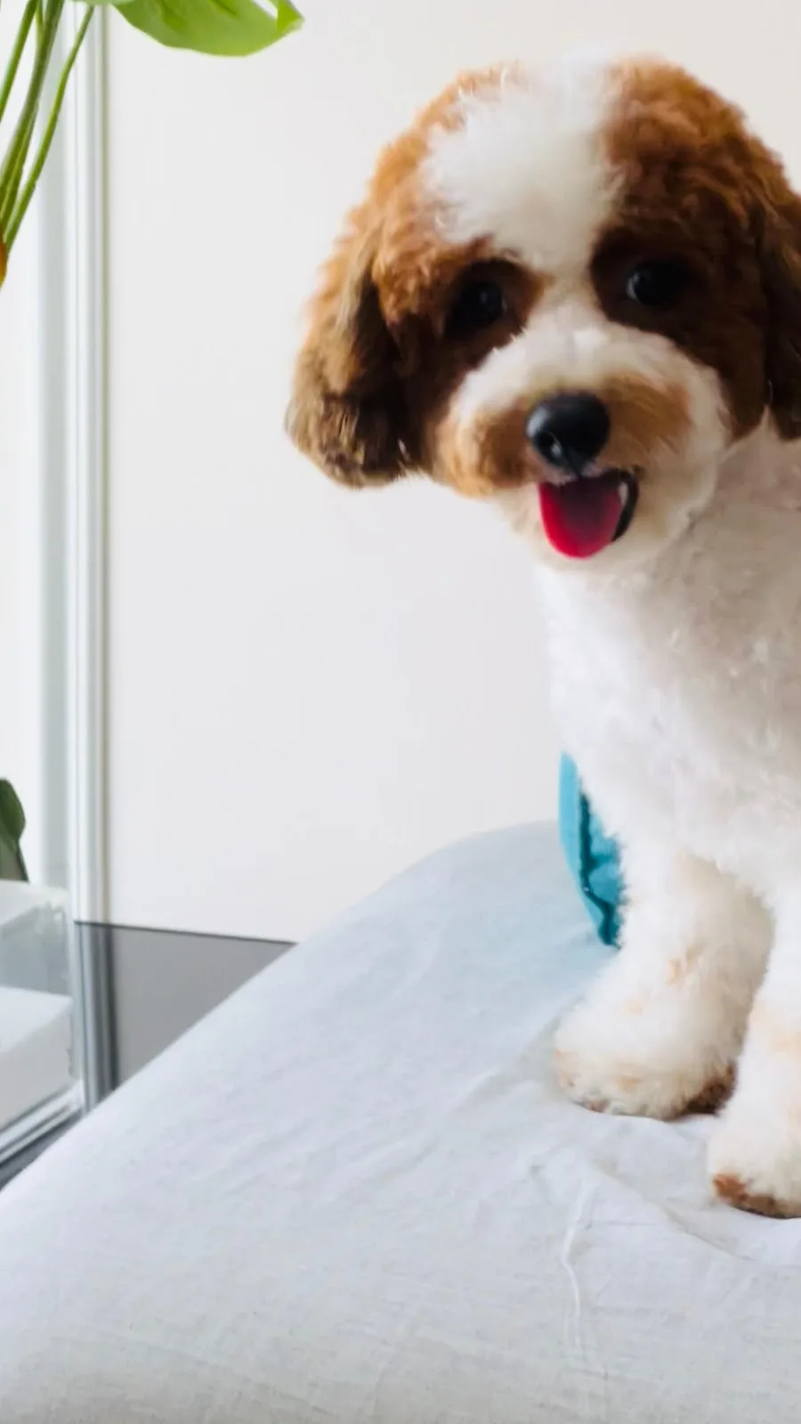 Freshly groomed cavapoo puppy