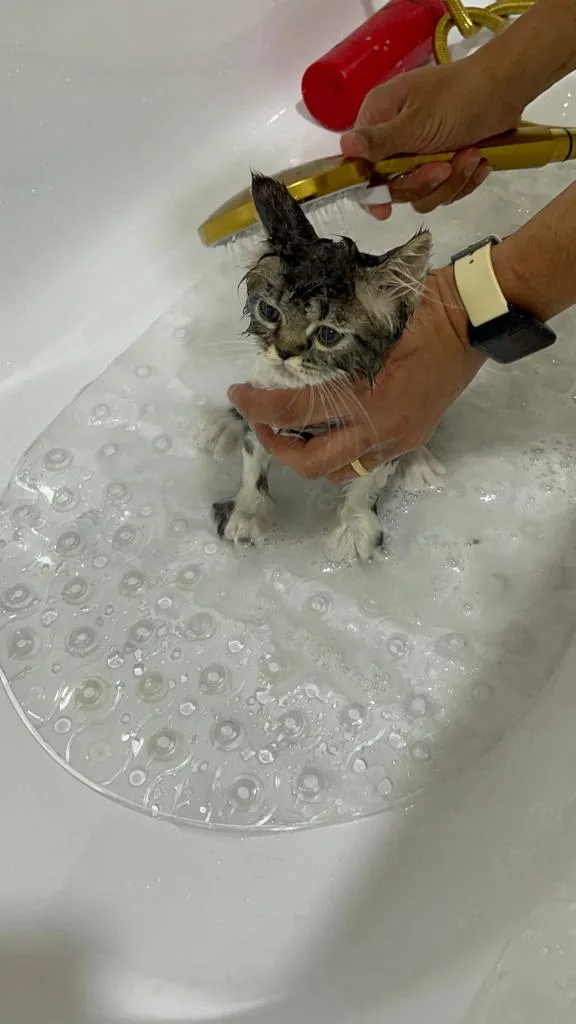 Kitten having a gentle bath