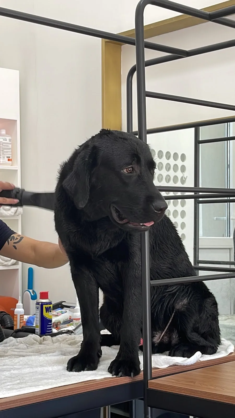 Black Labrador being groomed on a table