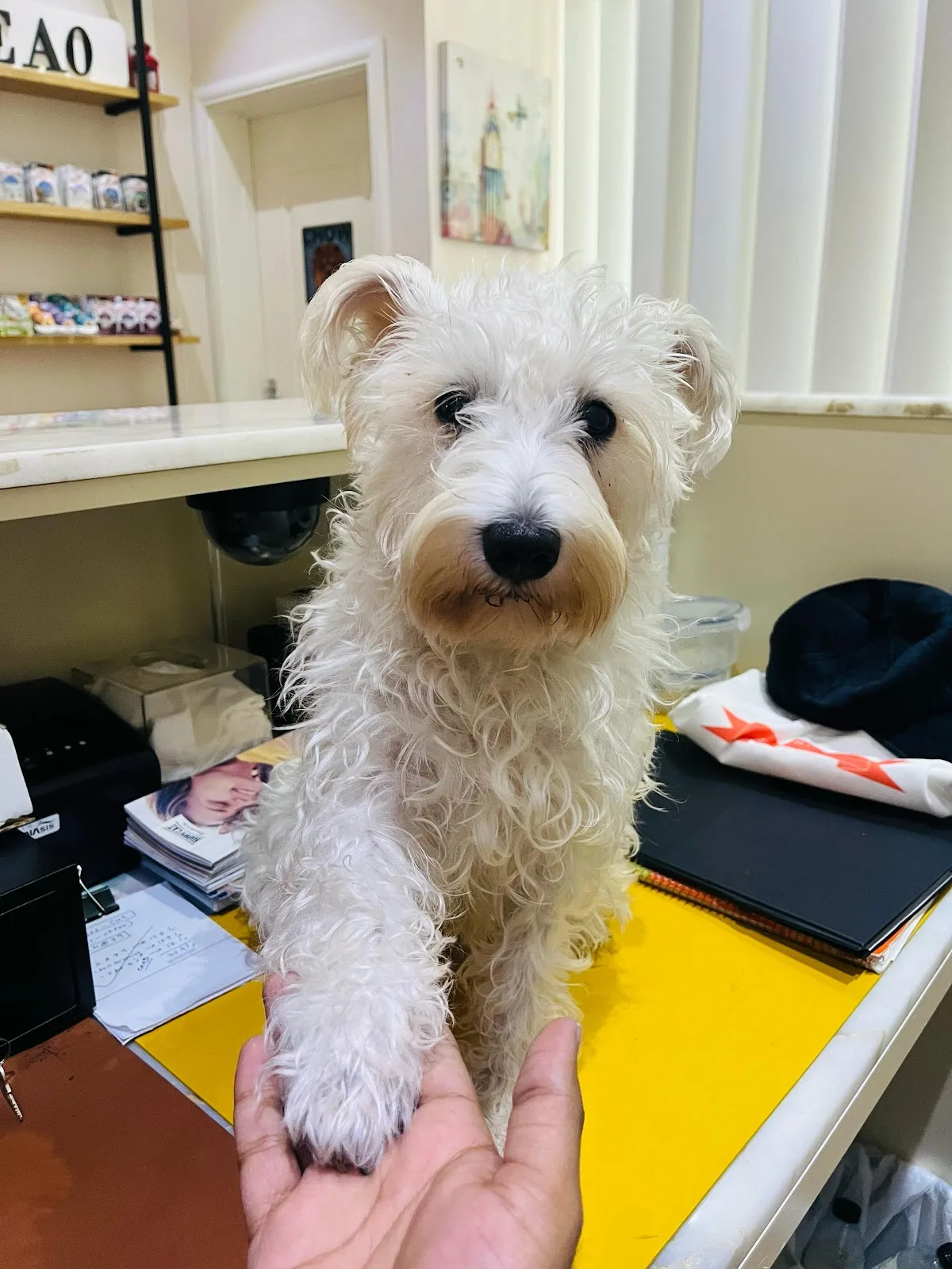 White schnauzer puppy giving a paw