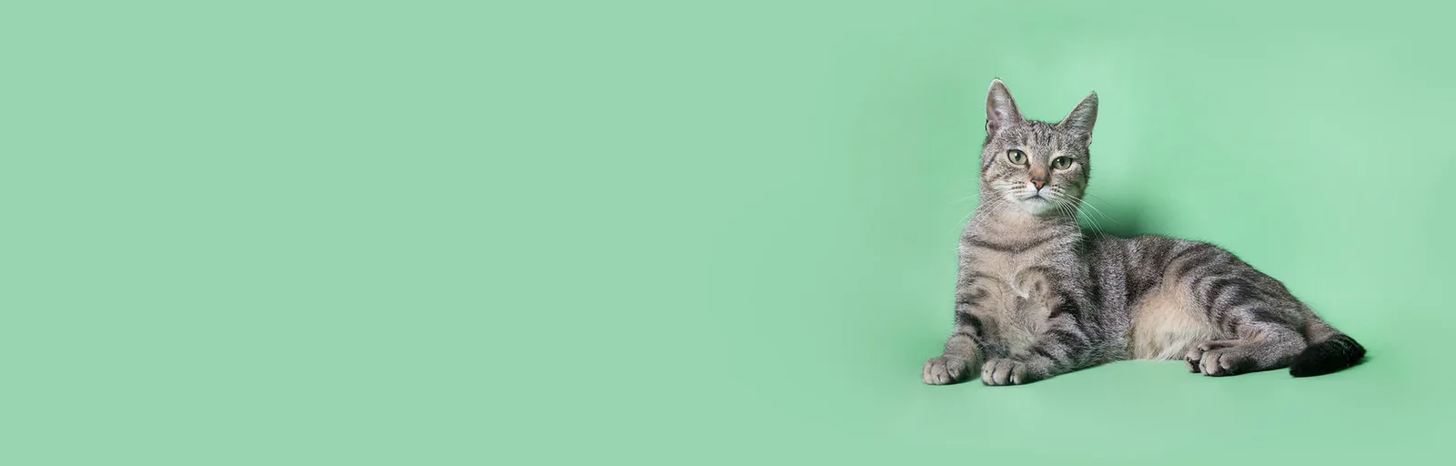 Tabby cat resting on a green studio backdrop