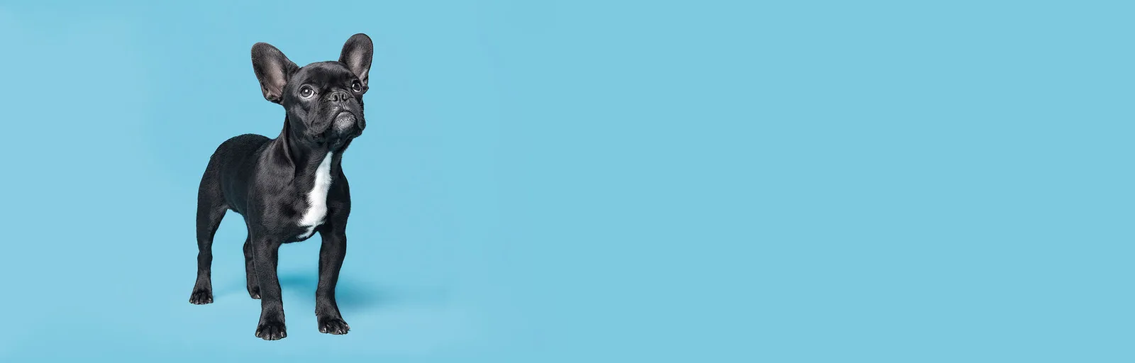 French bulldog on a blue studio backdrop