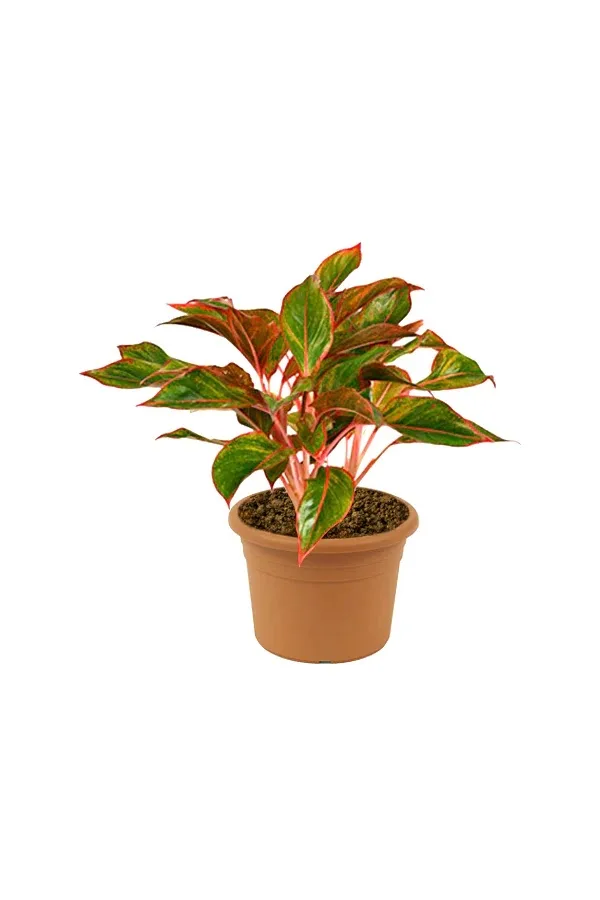 Red-green aglaonema plant in a terracotta pot