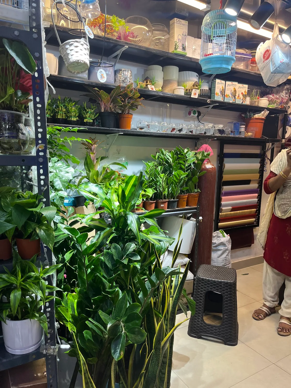 Shelves of indoor plants and pots inside Lucky Flowers