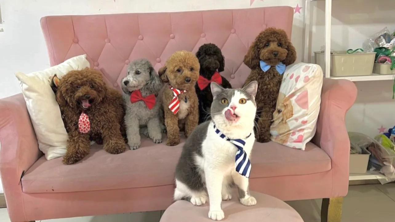 A group of freshly groomed poodles and a cat dressed in bow-ties and neckties on a pink sofa at Celine & Paws