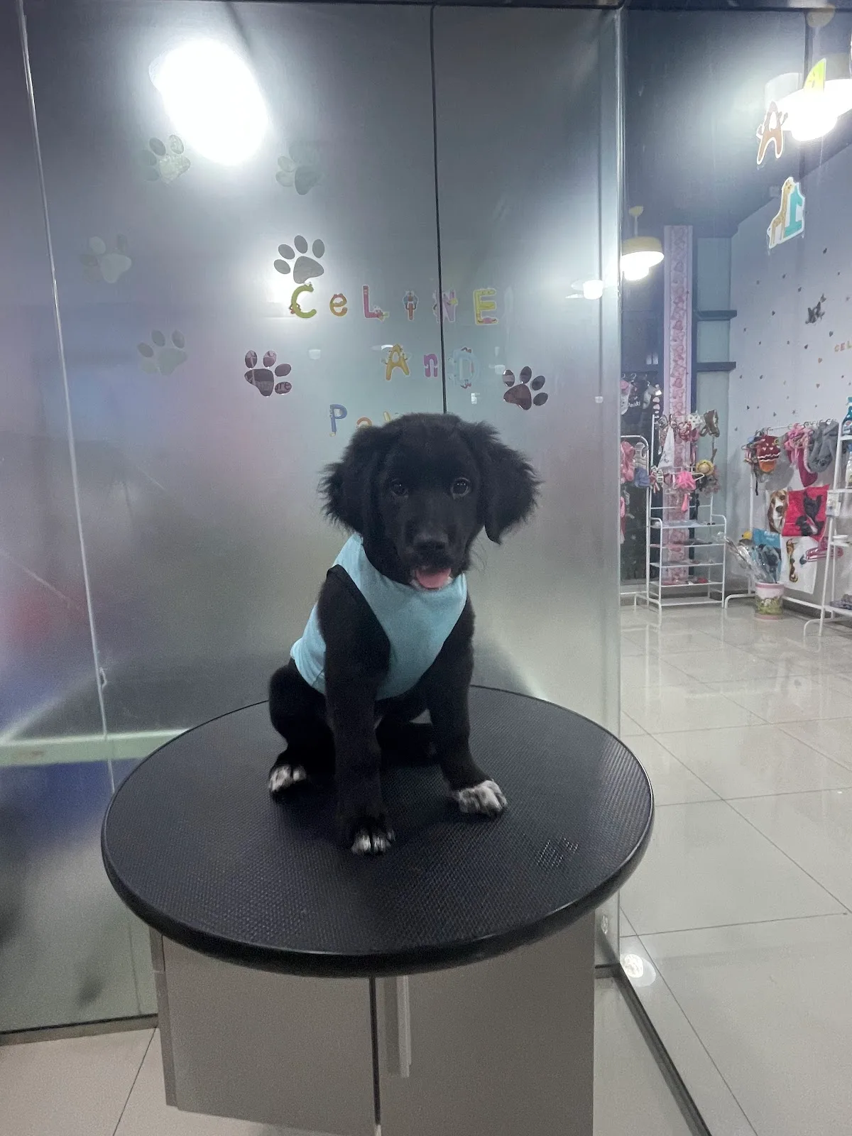 A black puppy in a blue vest on the grooming table in front of the frosted Celine & Paws glass