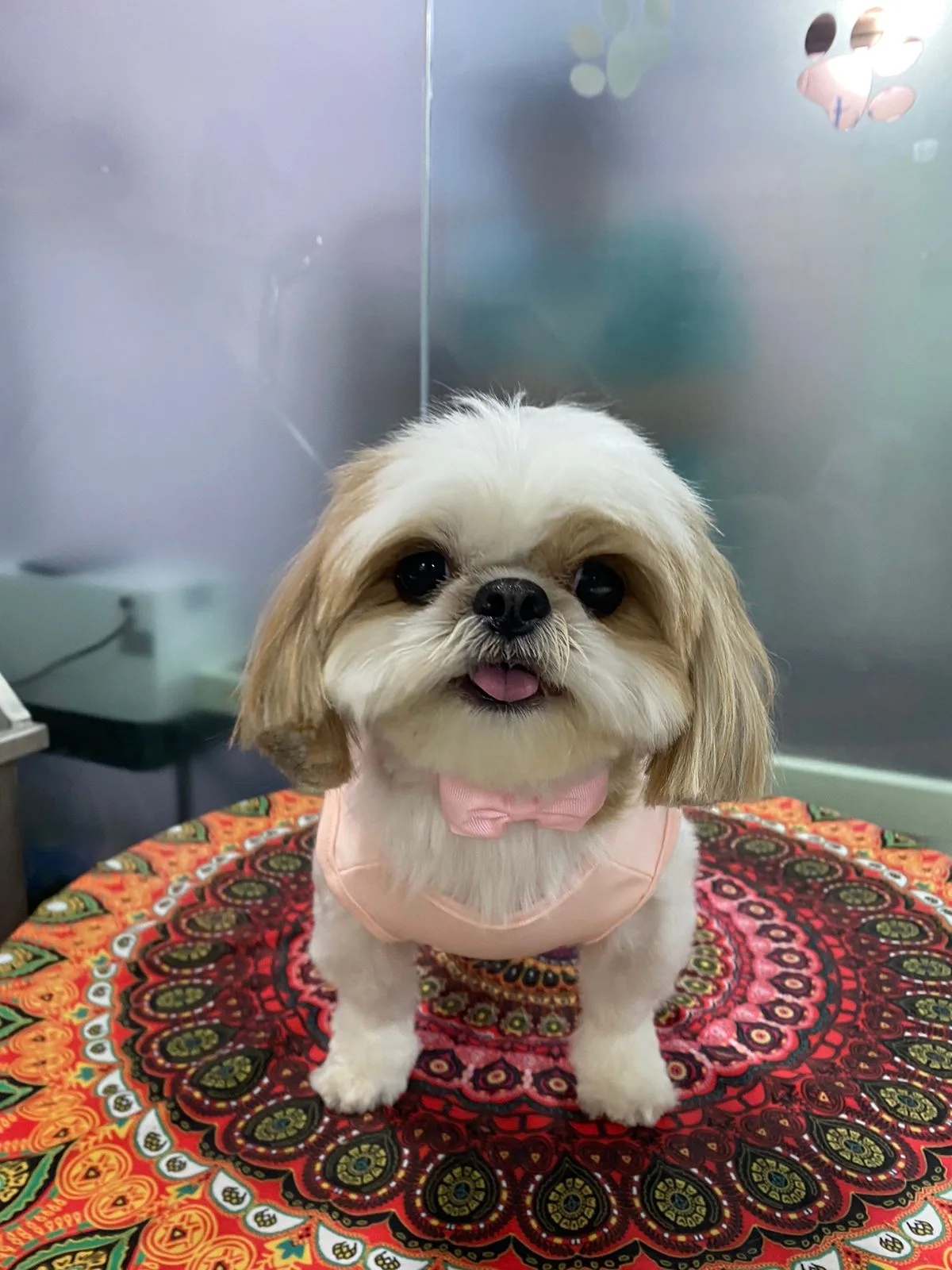 A Shih Tzu with a tidy haircut and a pink bow at Celine & Paws