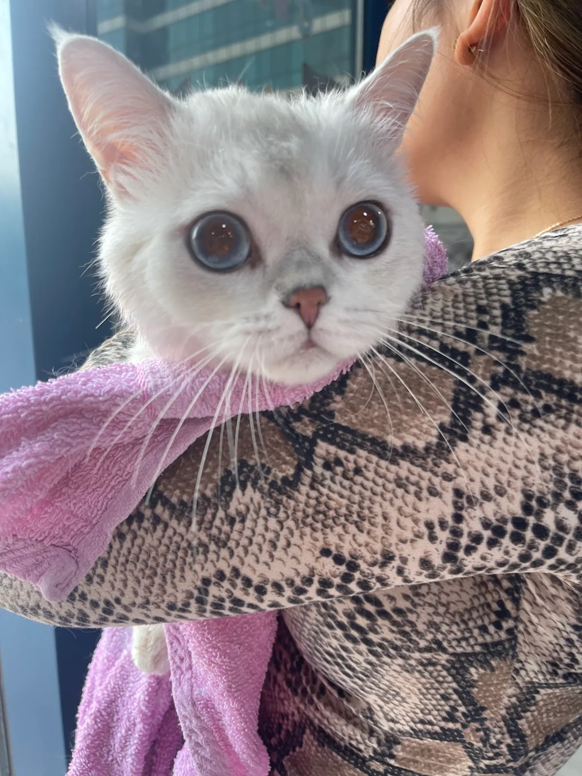 A freshly bathed white cat wrapped in a soft pink towel