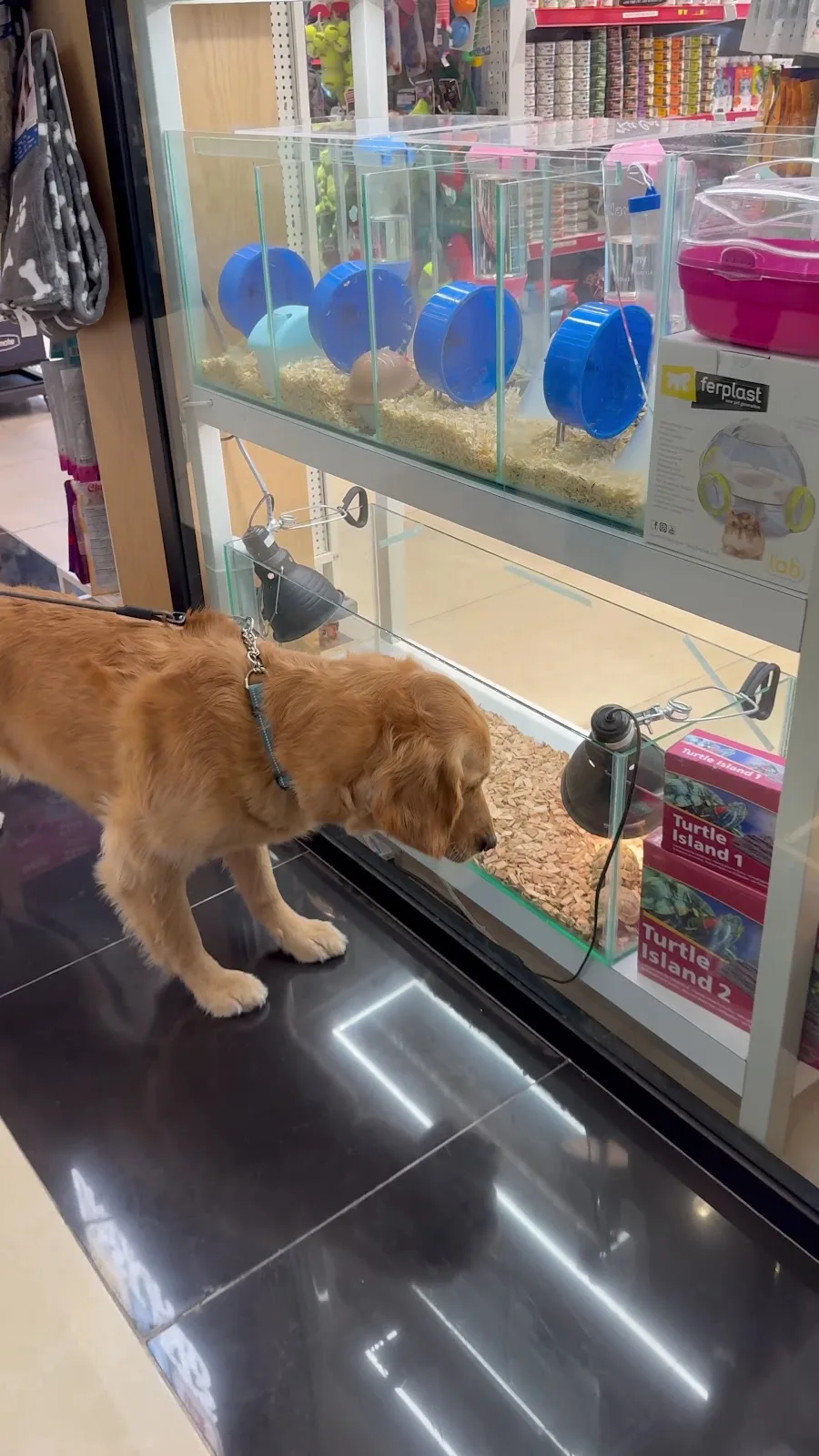 A golden retriever watching hamsters in a display