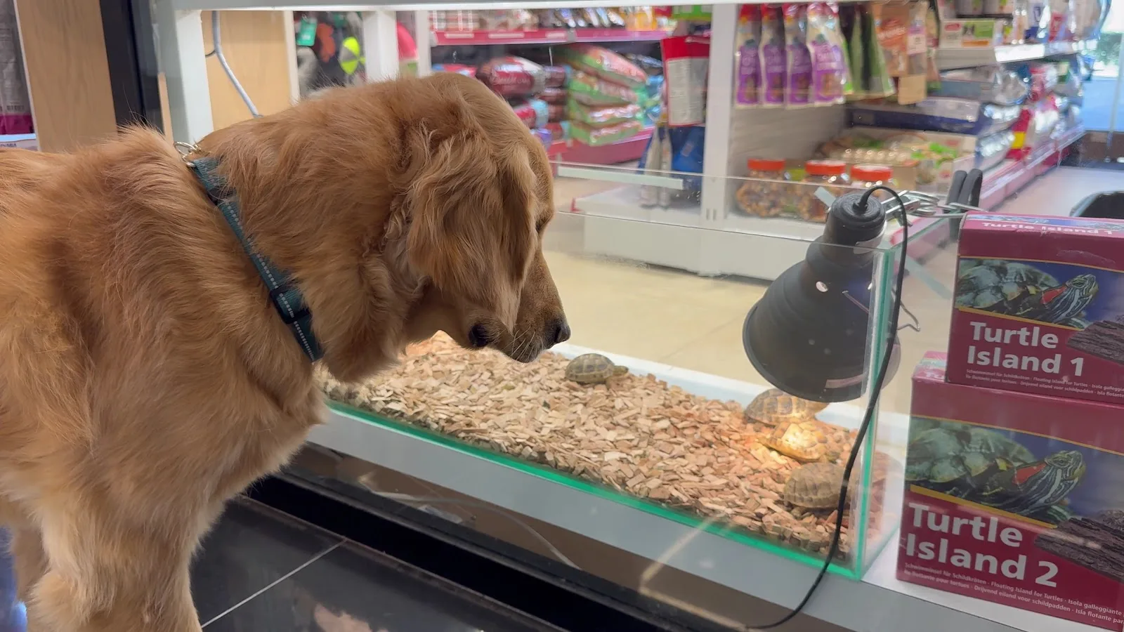 A golden retriever looking at turtles in a glass habitat
