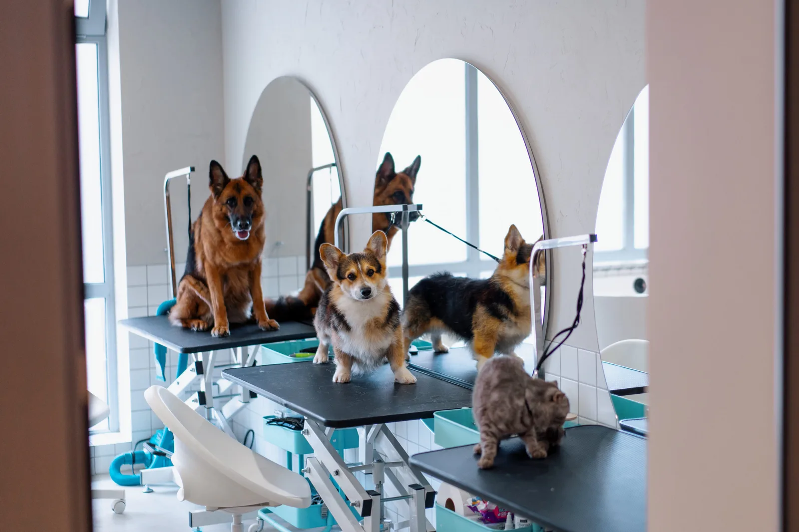 Dogs of several breeds calmly standing on grooming tables inside the Best Pets Unlimited grooming room