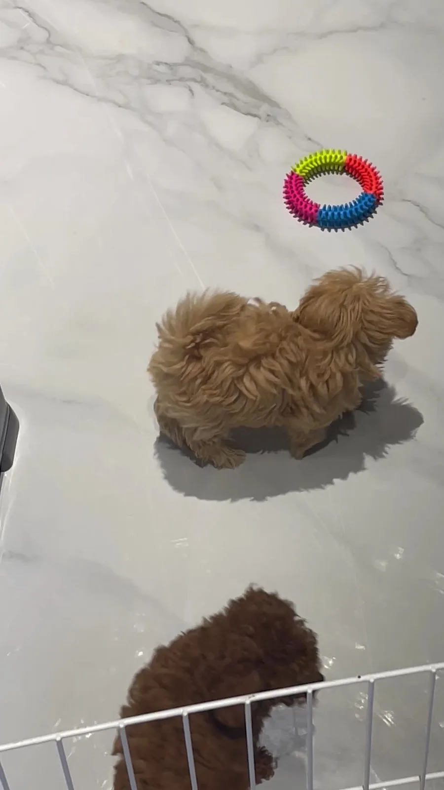 A small fluffy puppy with a rubber ring toy on a marble floor