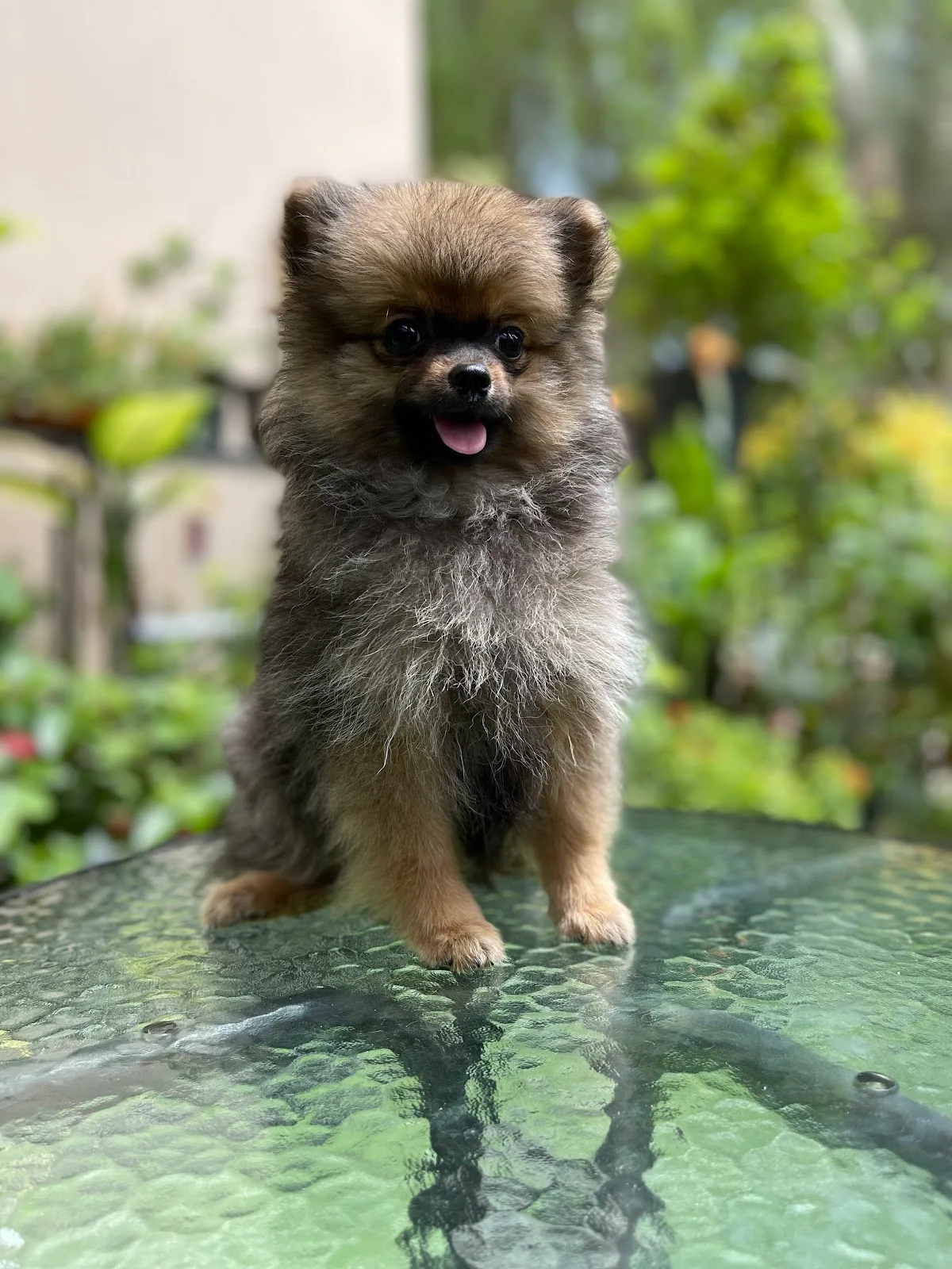 A Pomeranian puppy sitting in the garden